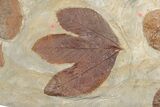 Massive, Plate of Paleocene Leaf Fossils - Glendive, Montana #189118-2